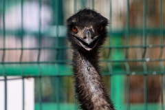 emu