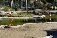 1_flamingos-at-the-zoo